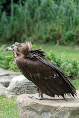 Scavenging vulture - close up