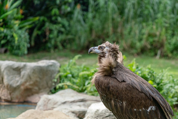 Scavenging vulture