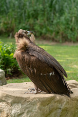 Scavenging vulture - close up