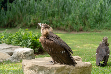 Scavenging vulture