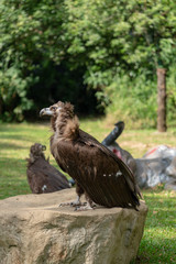 Scavenging vulture
