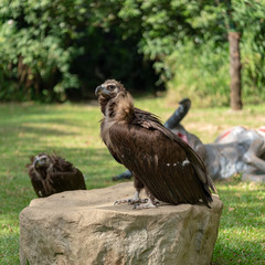 Scavenging vulture