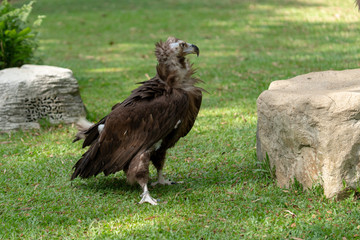 Scavenging vulture