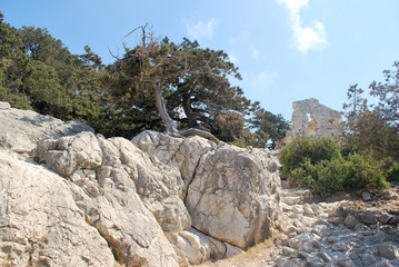 Dry tree on the stones of the ruins of the Monolitos Castle, Rhodes Island, Greece