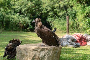 Scavenging vulture