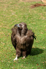 Scavenging vulture - vertical image