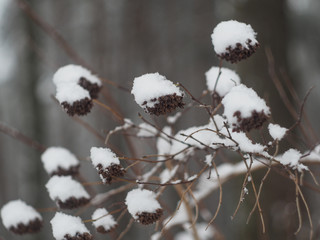 Dry bush branches covered with snow
