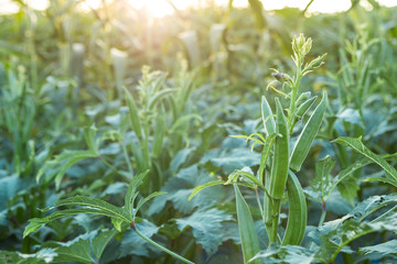 Okra plant growing in home garden in Asia, nature concept with sunset warm light, agriculture industry, Lady finger farming - obrazy, fototapety, plakaty
