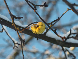 Yellow apple in the winter garden