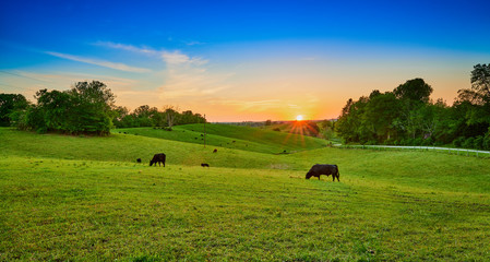 Field of Cows Grazing at Sunset - obrazy, fototapety, plakaty
