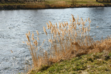 Schilf am Flussufer der Limmat, Zürich, Schweiz