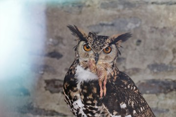 Hibou Grand Duc
