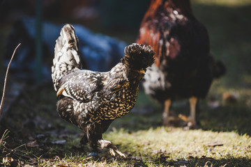 Black and white pawlowskaja chicken hen