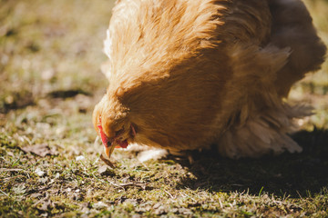 Chochin chicken hen pecking for food