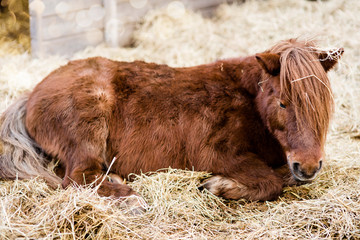 jolie poney dans la paille