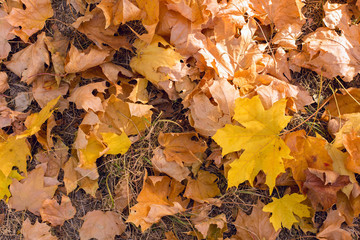 Red and Orange Autumn Leaves Background, Golden autumn in warm colors	
