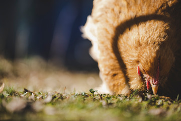 Chochin chicken hen pecking for food