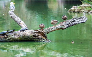 Gull, ducks and terrapins on a submerged tree Stow Lake, Golden Gate Park San Francisco