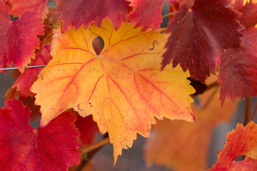 Autumn grapes with red leaves, the vine at sunset is reddish yellow	