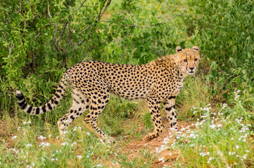 Cheetah walking in the savannah of Samburu