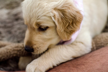 Filhote de Golden Retriever / Golden Puppy