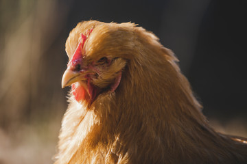 Portrait of a Cute Cochin chicken in the garden