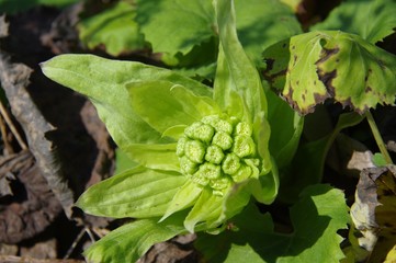 ふきのとう　山菜