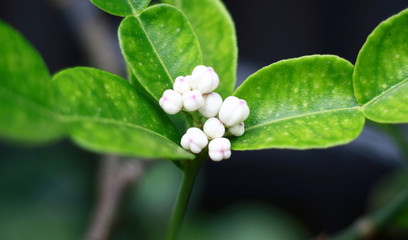 Obraz premium Kaffir lime young flower on tree.