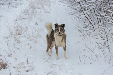 Dogs play in the snow in winter, Beautiful portrait of a pet on a sunny winter day	