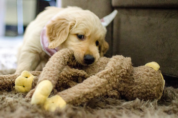 Filhote de Golden Retriever / Golden Puppy