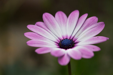 Fototapeta premium Makro kwitnącej gerbery