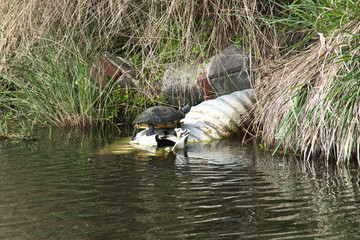 Turtle walking in a drainage drain