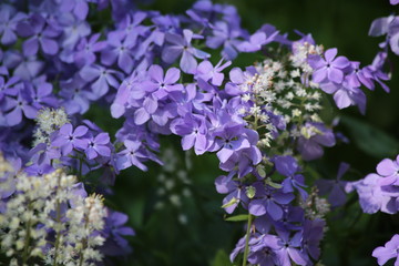 Beautiful Spring Garden Flowers