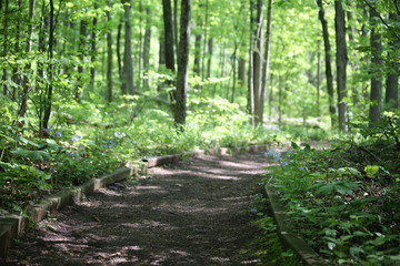 Path Through The Summer Forest