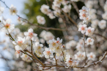 茂原公園の白梅