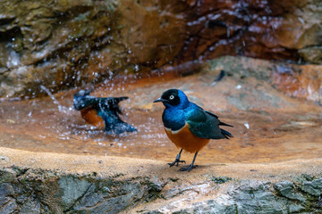 Superb Starling bathing