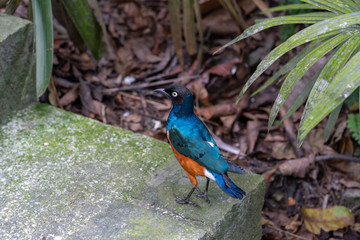 Back side of Superb Starling