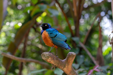 Superb Starling