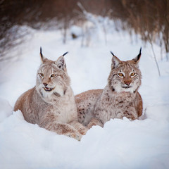 Abordable Eurasian Lynx, portrait in winter field