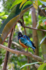 Superb Starling