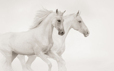 Two purebred stallions running gallop - 251371272
