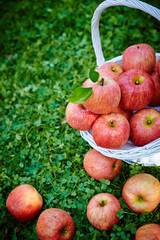 Apples in basket 