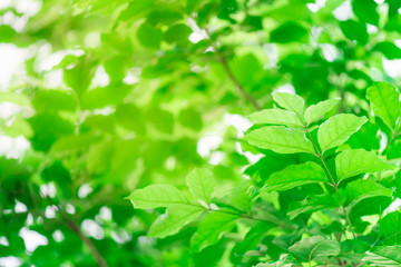 Closeup nature green leaf on blurred background with copy space, ecology concept.