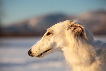 Fototapeta na wymiar Beautiful and elegance beige Russian borzoi dog in the field at sunset