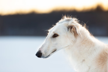 Profile Portrait of young beige Russian borzoi dog in the field at sunset in winter