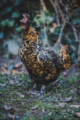 Pawlowskaja chicken hen yawning