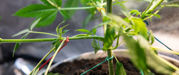 Low Stress Training Marijuana Plants