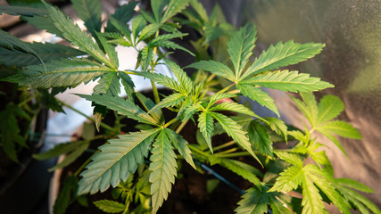 growing marijuana indoor