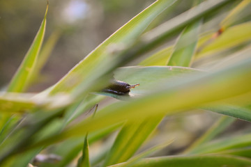 Snail on a plant. Close View