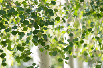 Green foliage and white trunks of quaking aspen trees